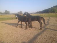 Unsere Hengste