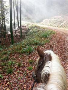 Tennessee unterwegs im Wald